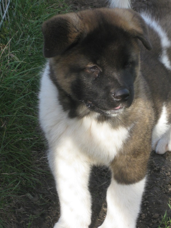 Puppies